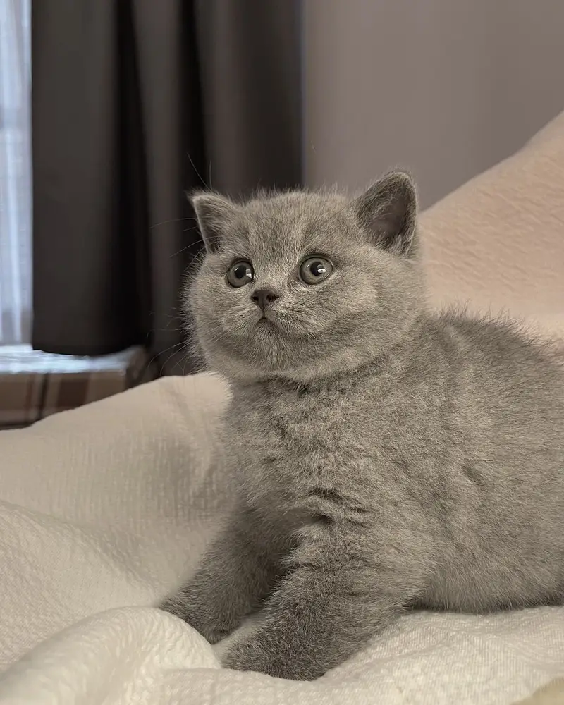 BRITIHS SHORT HAIR LILAIC KITTENS — photo 3