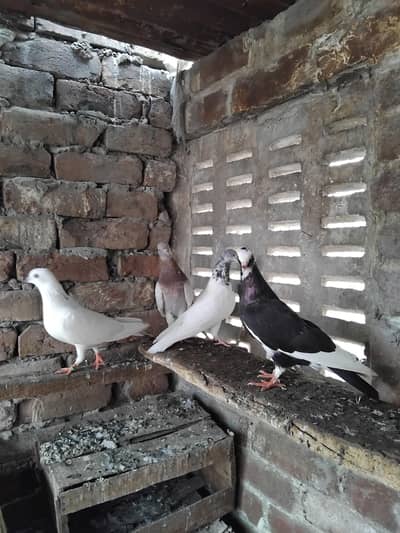 Kabootar