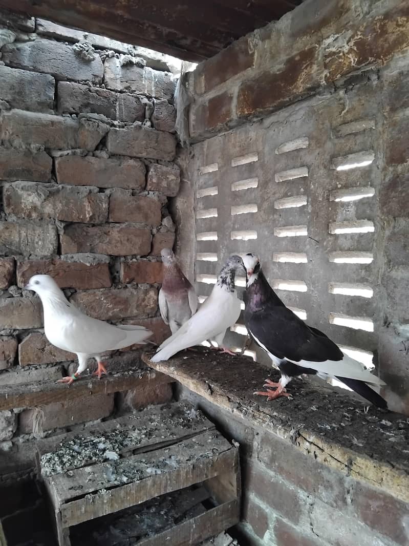 Kabootar 0