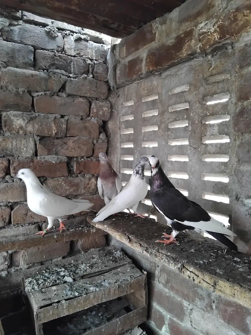 Kabootar