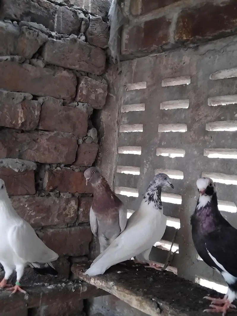 Kabootar — photo 2