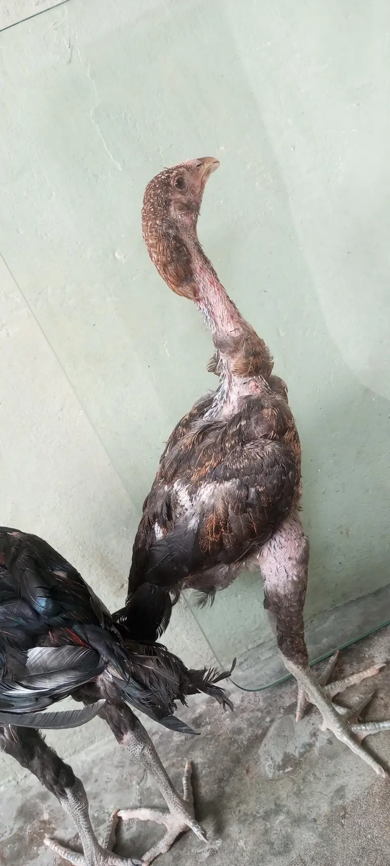 Aseel pair — photo 2
