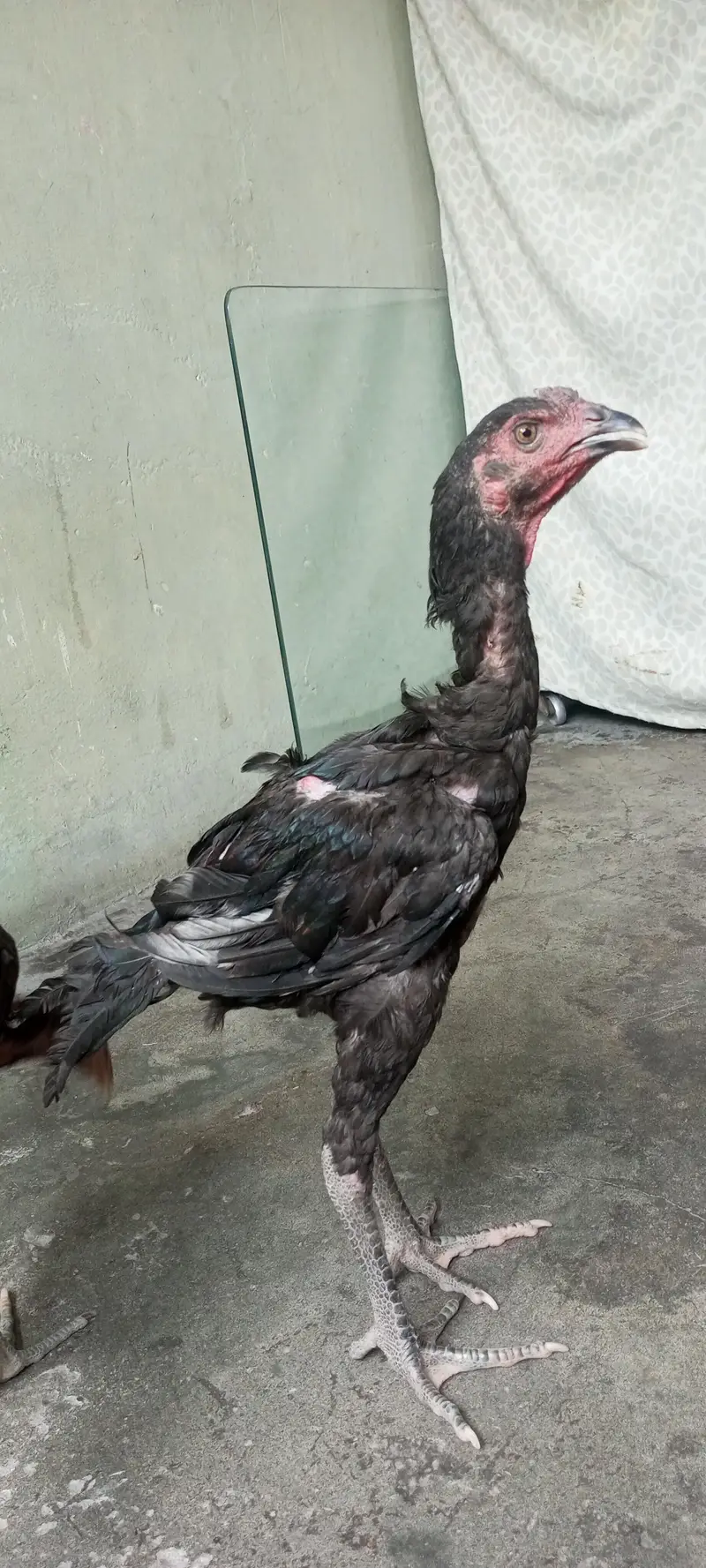 Aseel pair — photo 3
