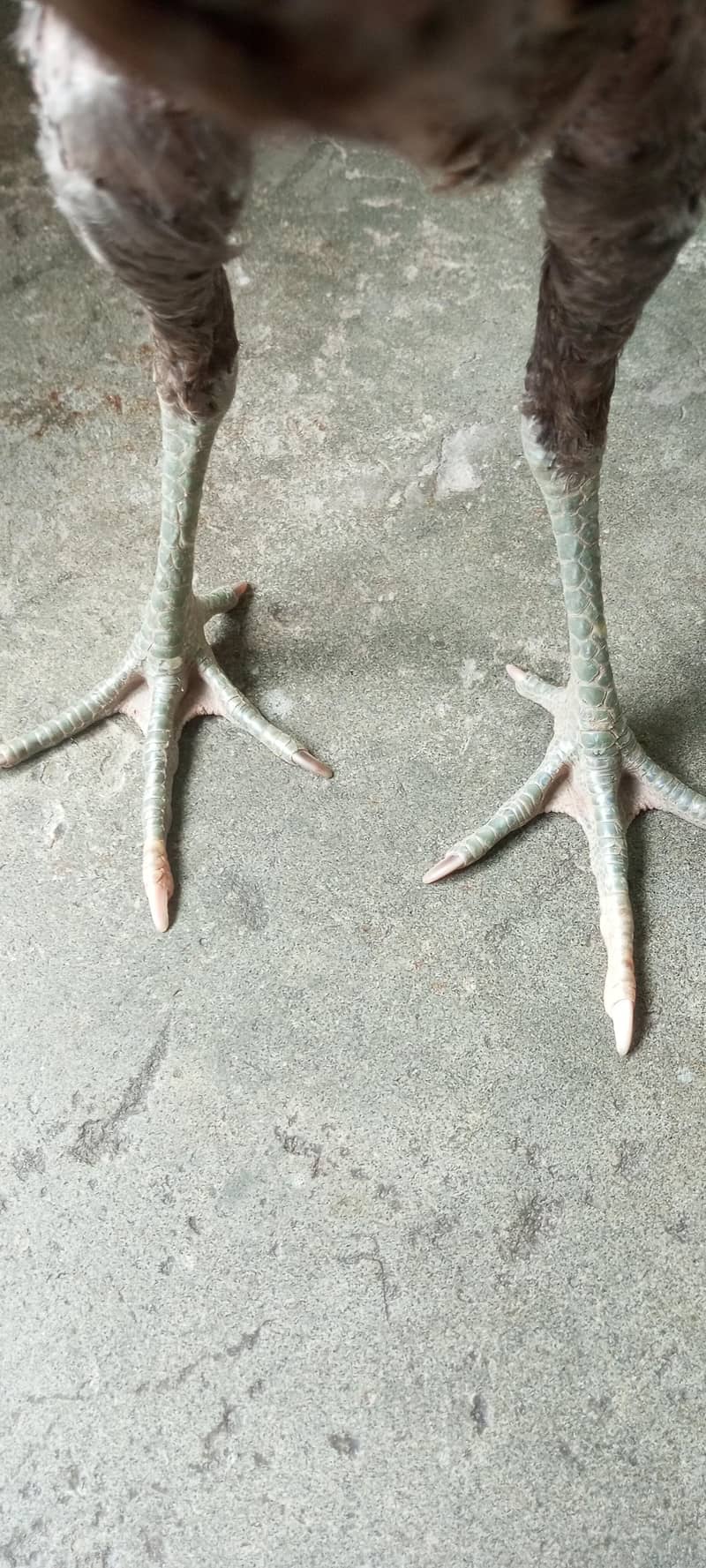 Aseel pair 5