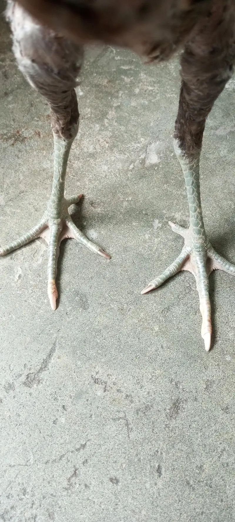 Aseel pair — photo 6
