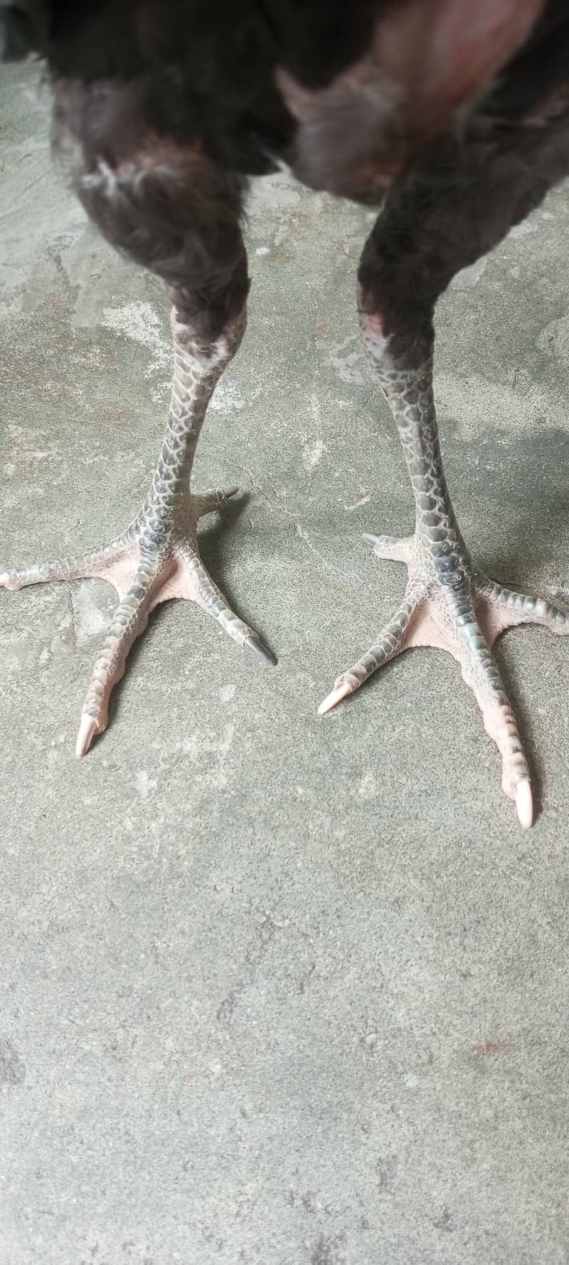Aseel pair 6