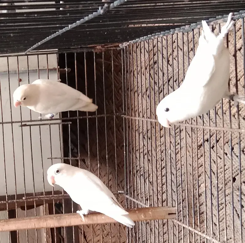 4×600=2400 . lovebirds . watsap number 03330031118 — photo 2