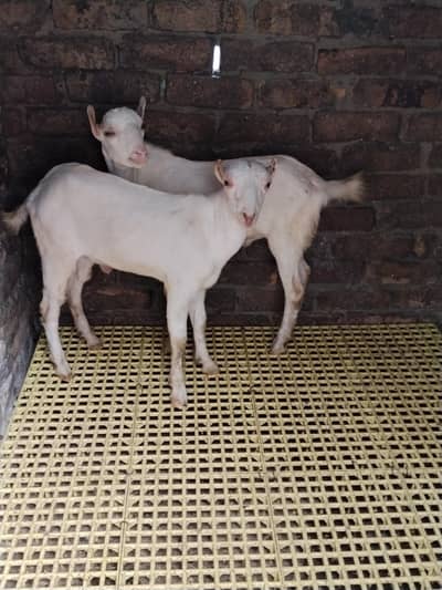 Teddi, Tdda bacha,Teddi bakri, Galmori ,barbari , bakra , Goat, Dunmba