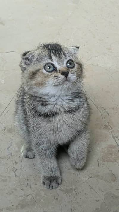 Cats | Kittens | Scottish Fold | British Shorthair | All Types of Cats