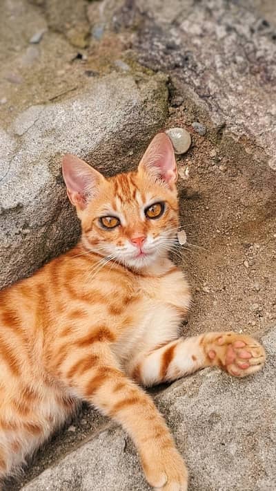 Beautiful Orange Bengal Cat for Sale – Healthy & Active