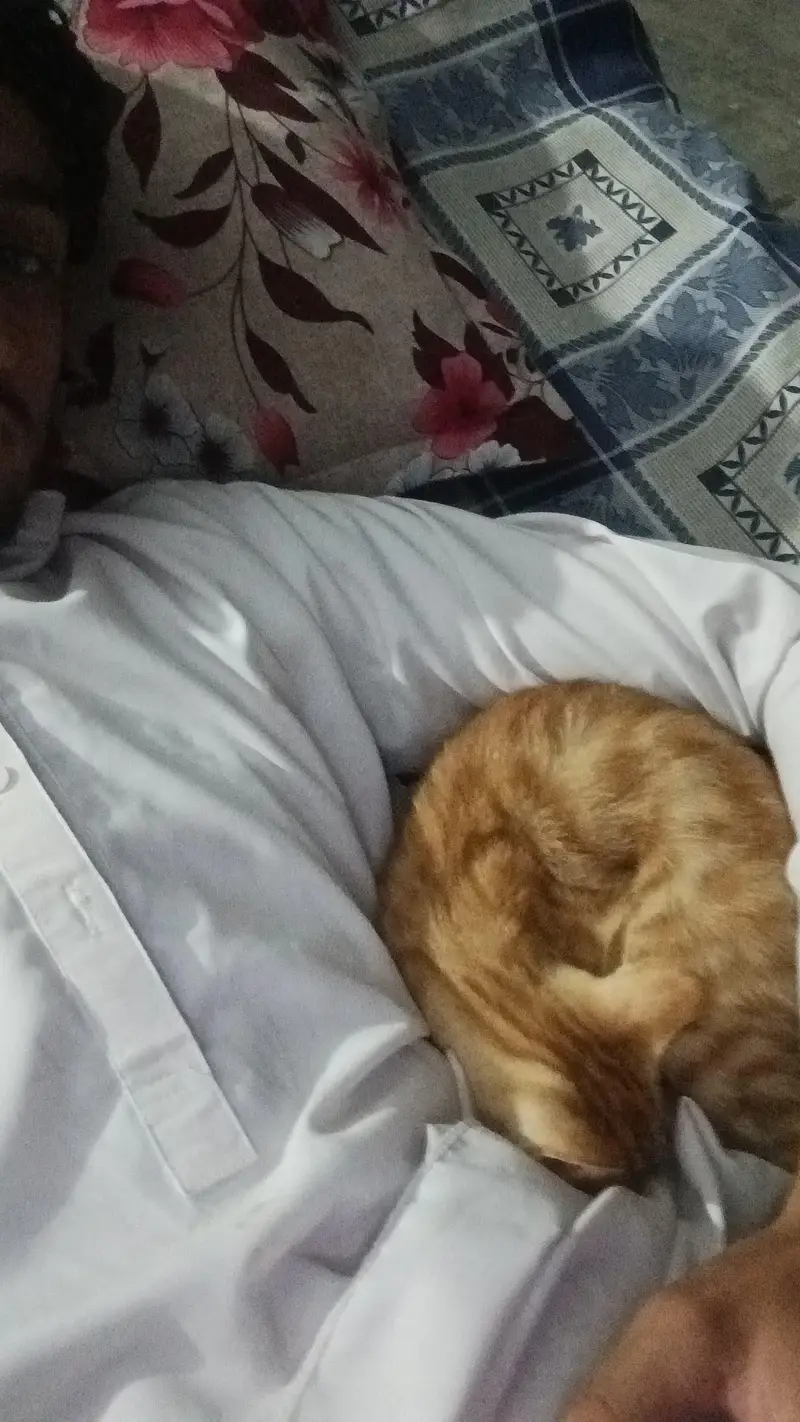 Beautiful Orange Bengal Cat for Sale – Healthy & Active — photo 4