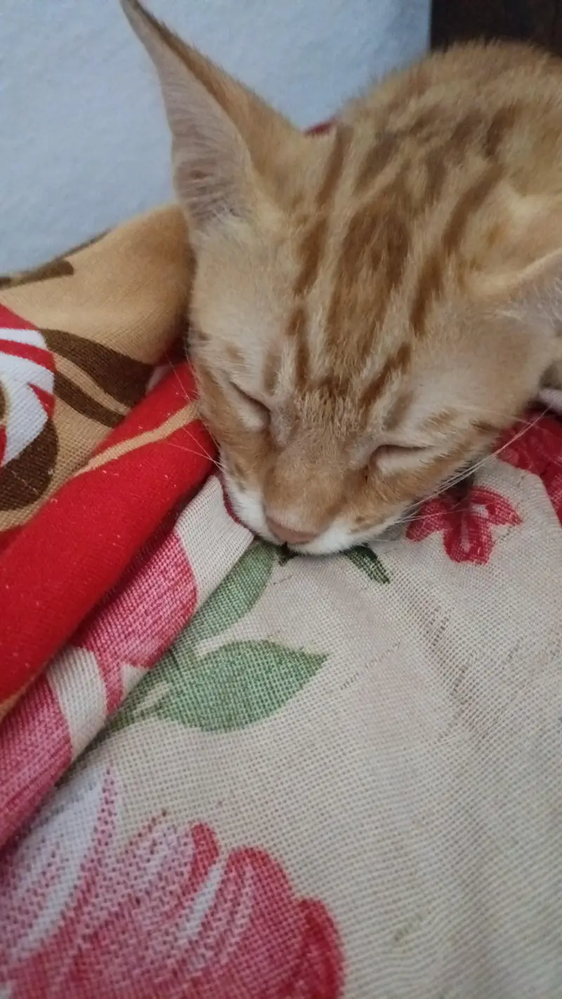 Beautiful Orange Bengal Cat for Sale – Healthy & Active — photo 5