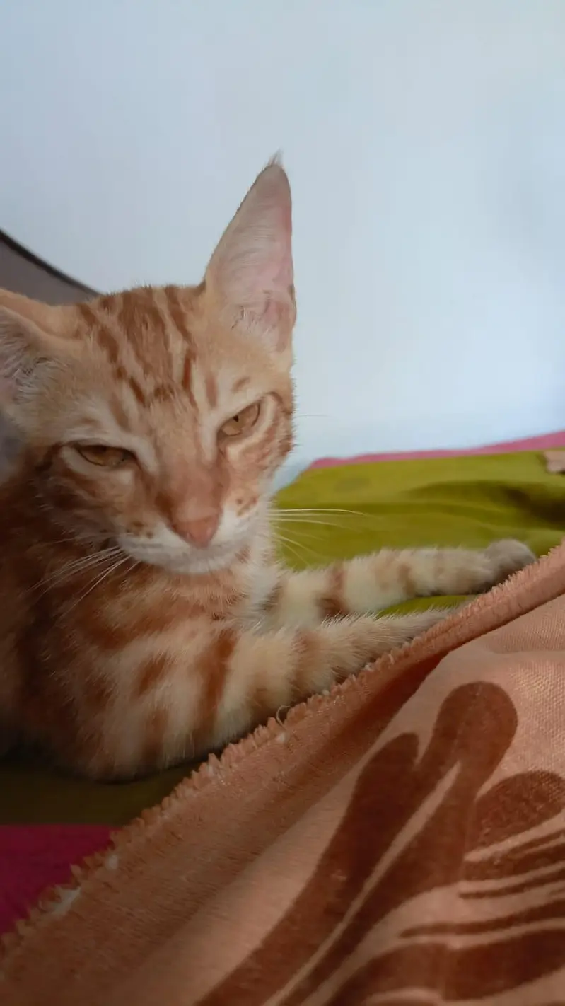 Beautiful Orange Bengal Cat for Sale – Healthy & Active — photo 6