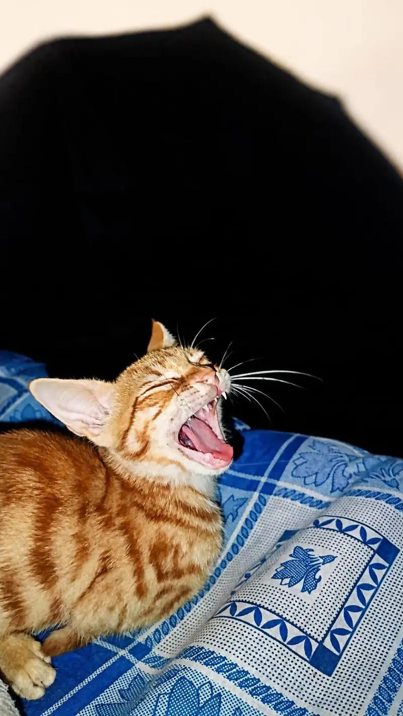 Beautiful Orange Bengal Cat for Sale – Healthy & Active — photo 7