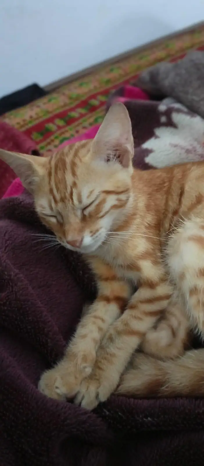 Beautiful Orange Bengal Cat for Sale – Healthy & Active — photo 9