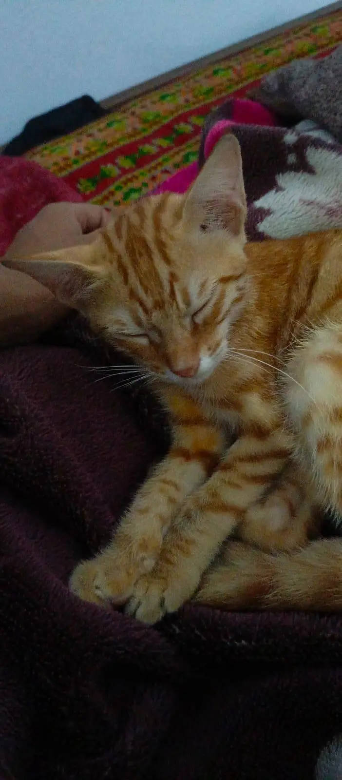 Beautiful Orange Bengal Cat for Sale – Healthy & Active — photo 10