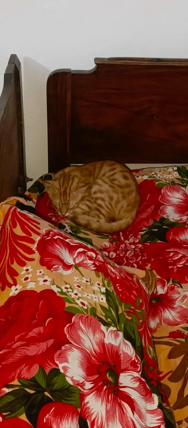 Beautiful Orange Bengal Cat for Sale – Healthy & Active — photo 11
