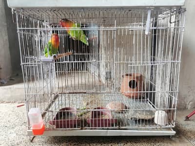 Green Fischer Lovebird Pair For Sale - Healthy & Active