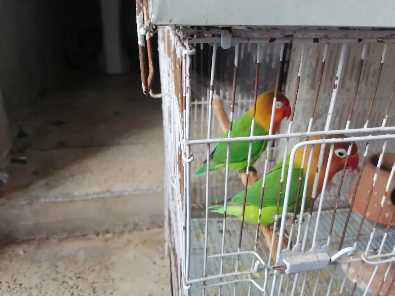 Green Fischer Lovebird and Cockatiel Pair For Sale - Healthy & Active — photo 2