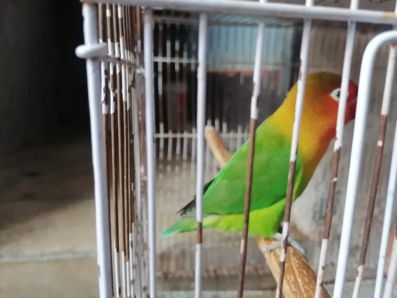 Green Fischer Lovebird and Cockatiel Pair For Sale - Healthy & Active — photo 3