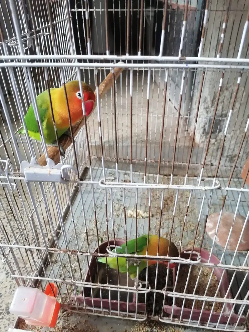 Green Fischer Lovebird and Cockatiel Pair For Sale - Healthy & Active — photo 4