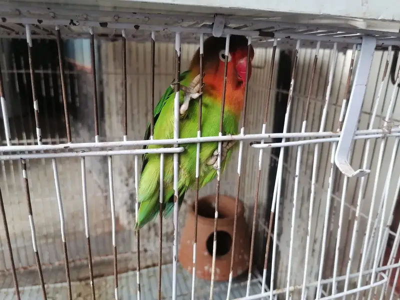 Green Fischer Lovebird and Cockatiel Pair For Sale - Healthy & Active — photo 5