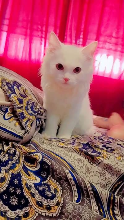 persian