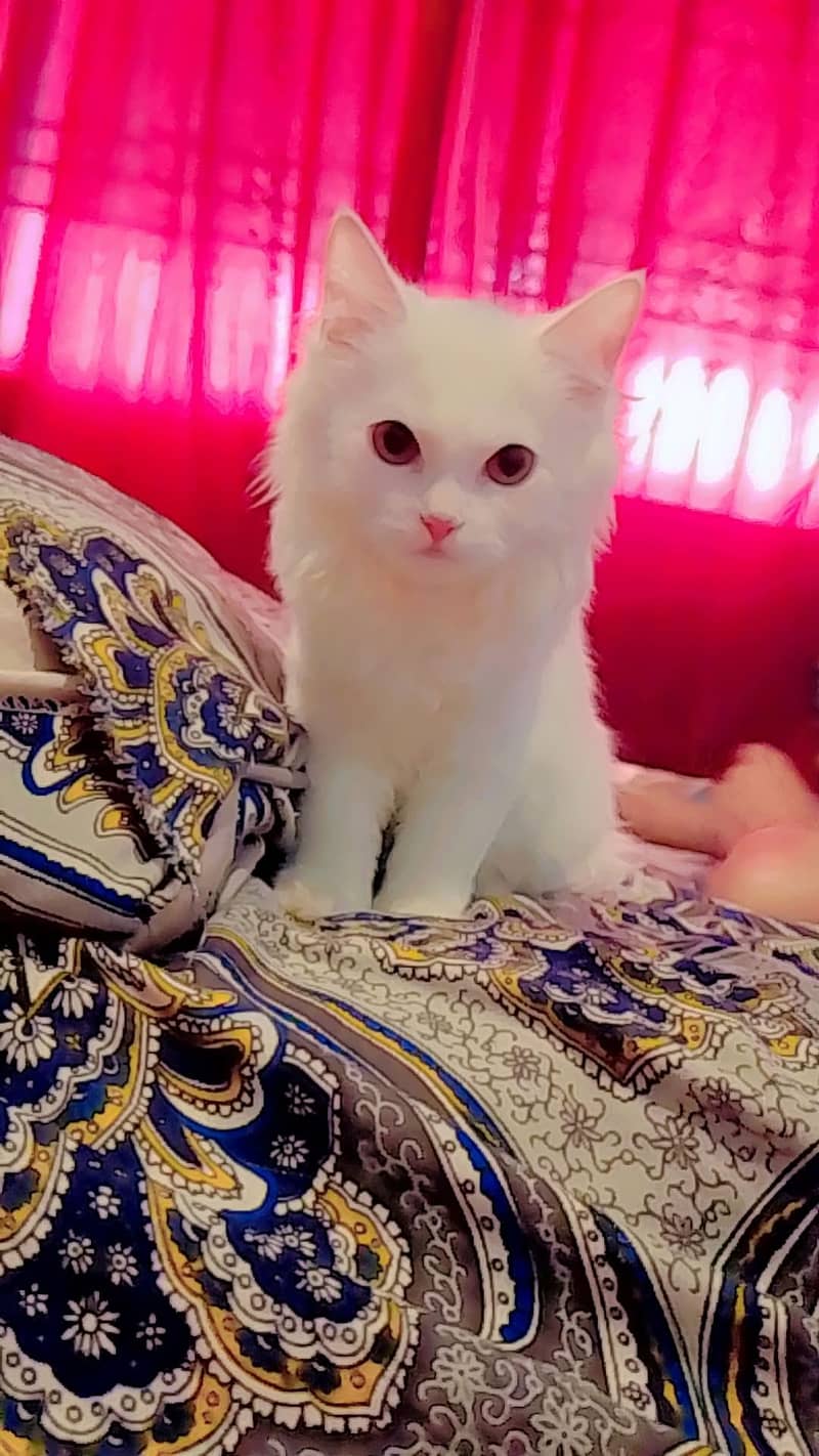 persian 0