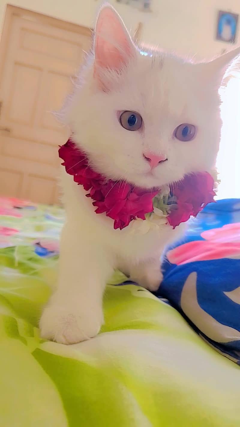 persian 3