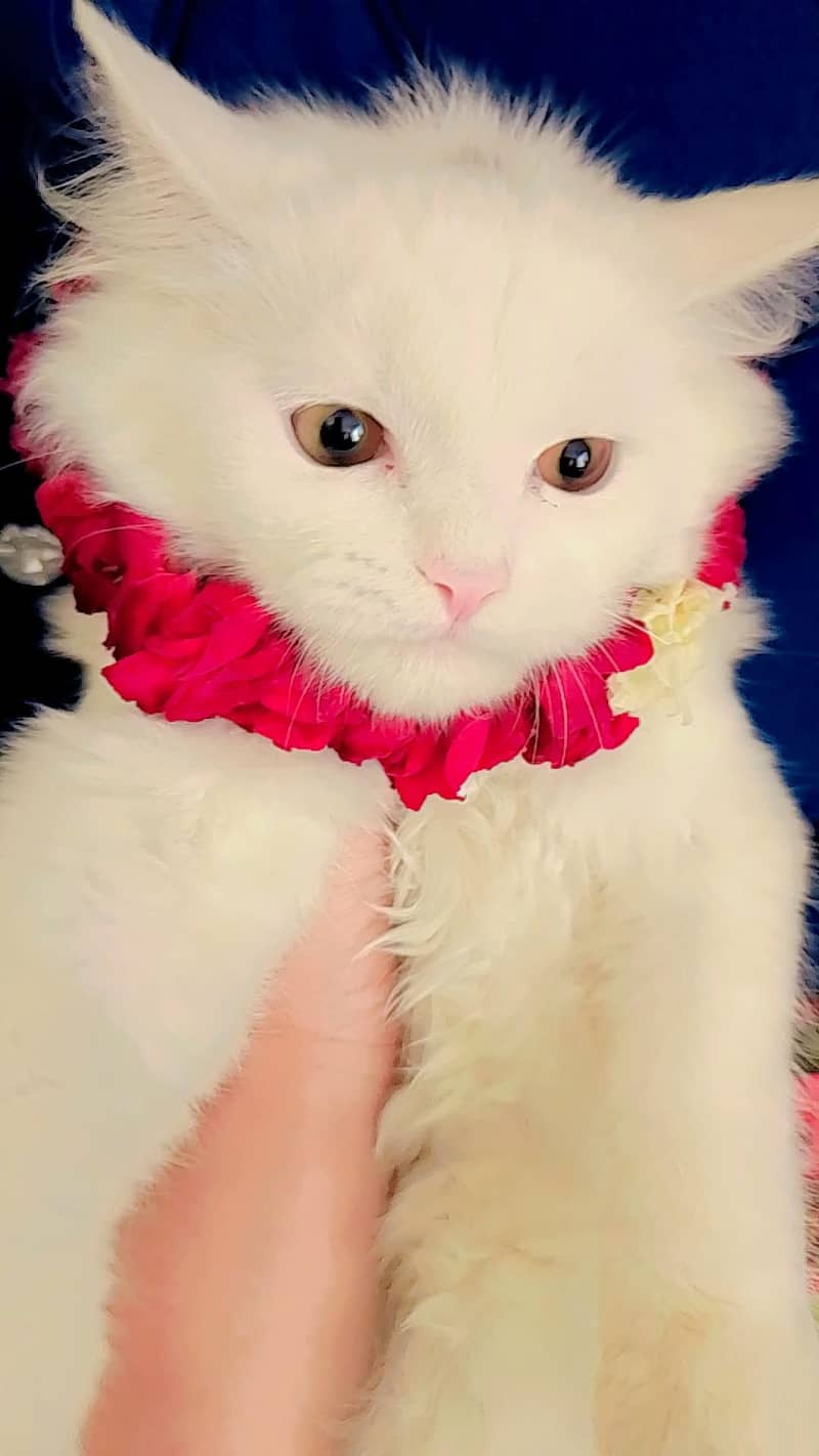 persian 4