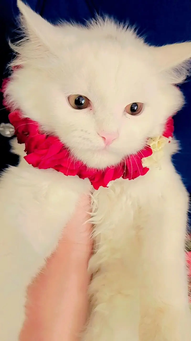 persian — photo 5