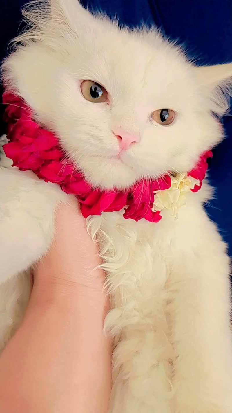 persian 5