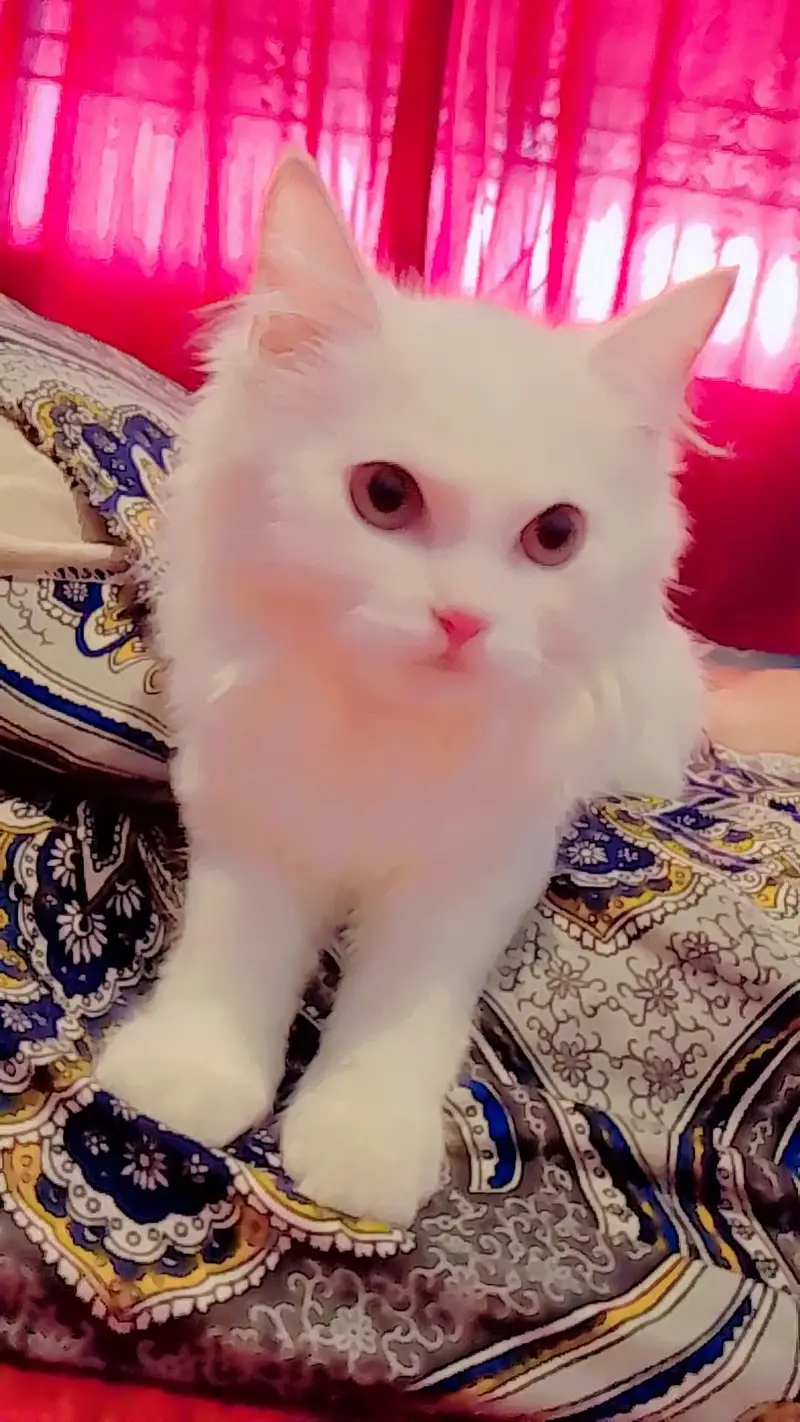 persian — photo 7