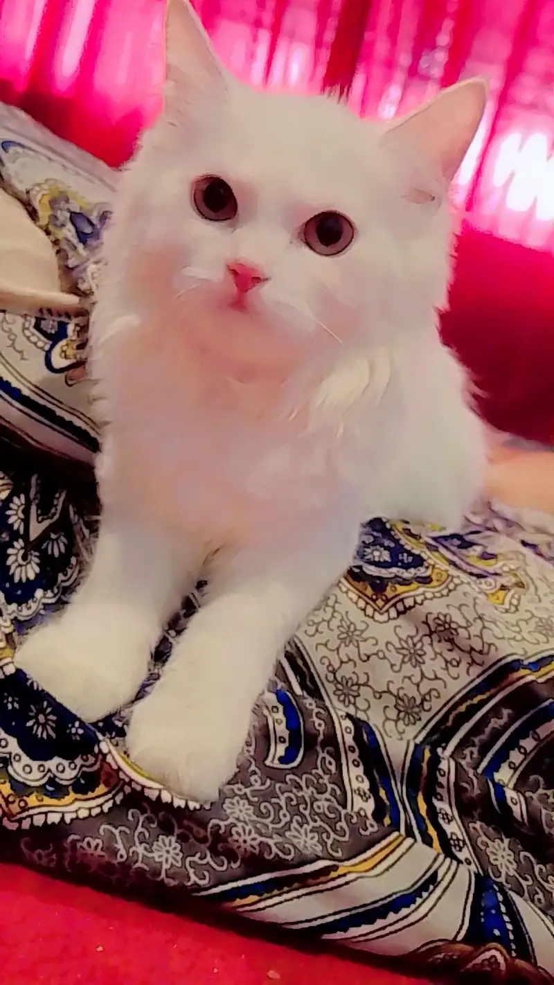 persian — photo 8
