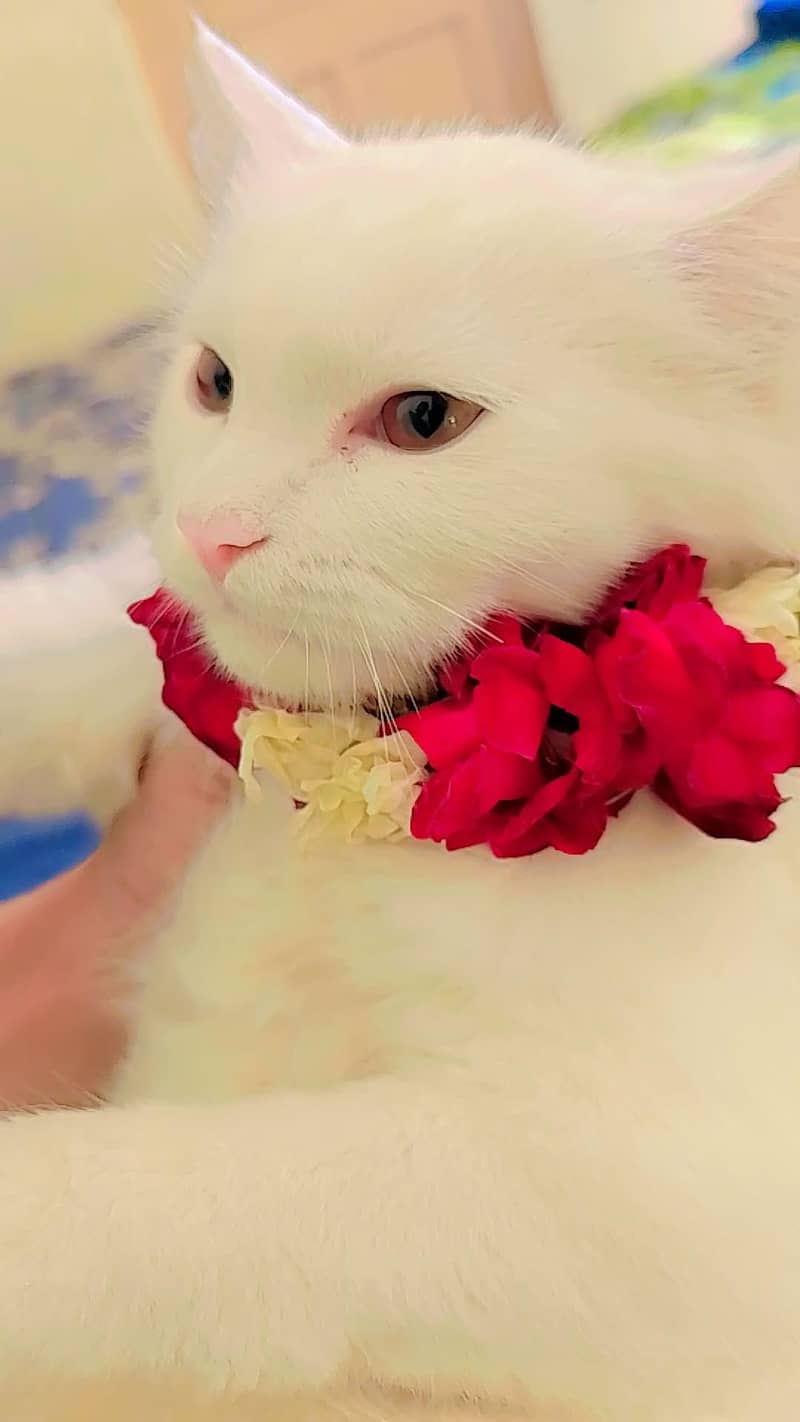 persian 8