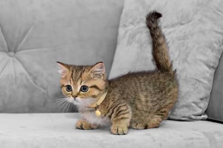 Munchkin Kittens Available Now