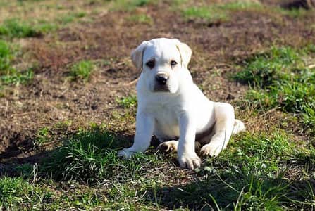 Cane Corso Puppy | Cane Corso Dog | White Cane corso Puppy For Sale