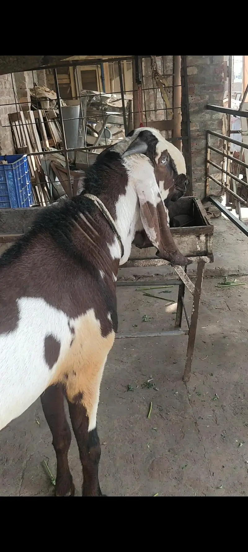 Nagra Dabba available for crossing — photo 3