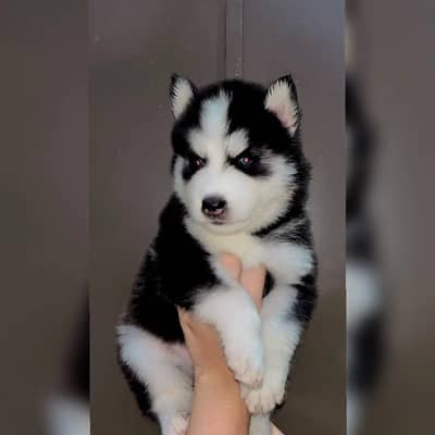 Husky | Siberian Husky | Wolly Coat Husky | Blue Eyes Husky For Sale
