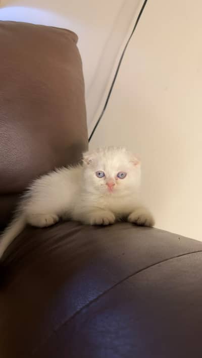 Scotish Fold Kittens | British Short Hair Kittens | White Kittens