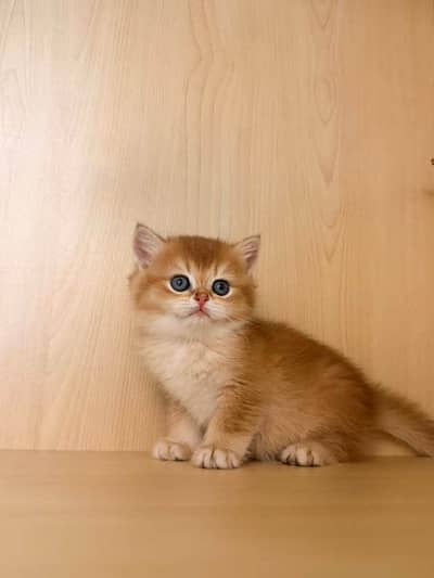 BRITIHS SHORT HAIR KITTENS AVAILABLE