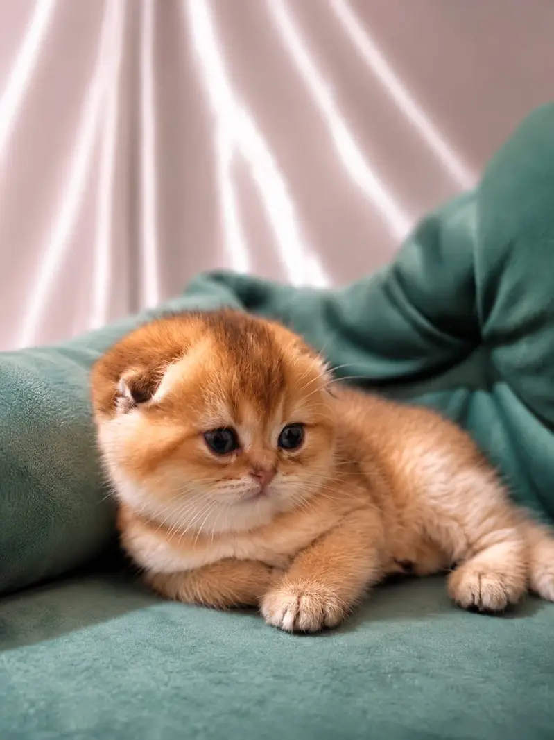 BRITIHS SHORT HAIR KITTENS AVAILABLE — photo 2