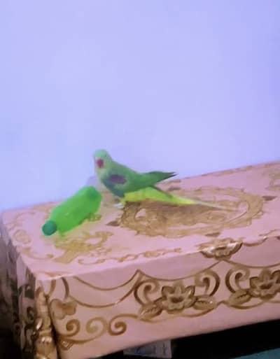 Raw parrot hand taim or bolta b he