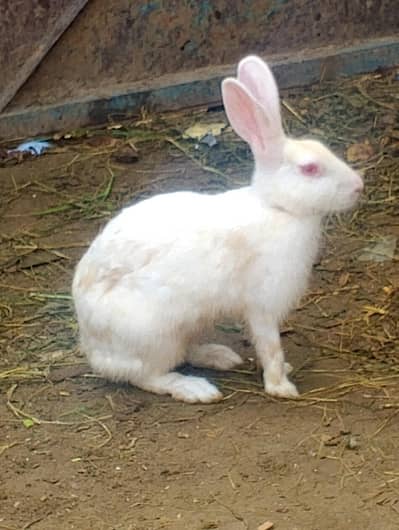 rabbits for sale contact no(03704704328)