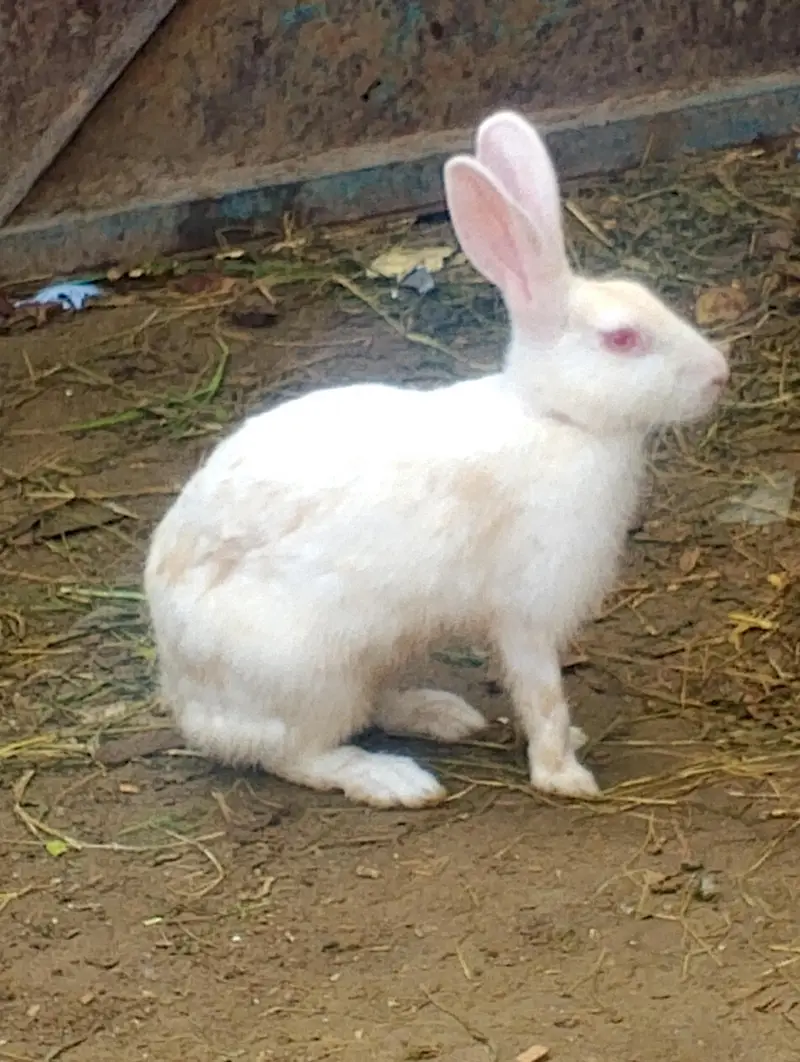 rabbits for sale contact no(03704704328)