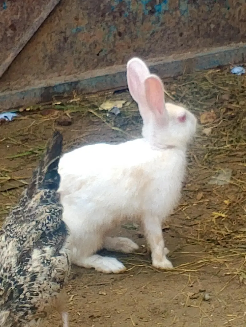 rabbits for sale contact no(03704704328) — photo 2