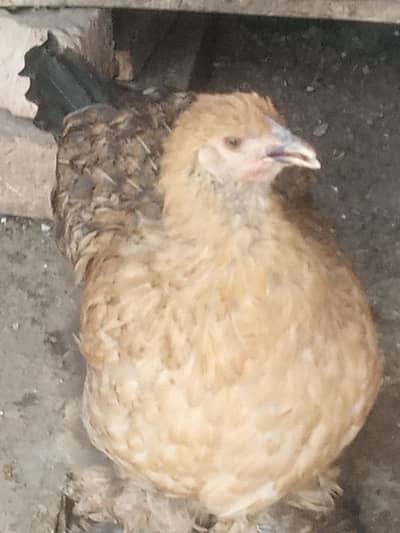white silkie pair 6 months old and black barhama female for sale