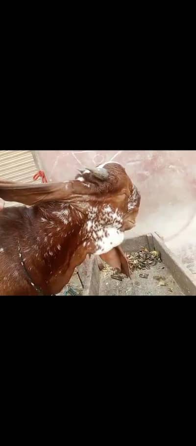 Bakra for sale