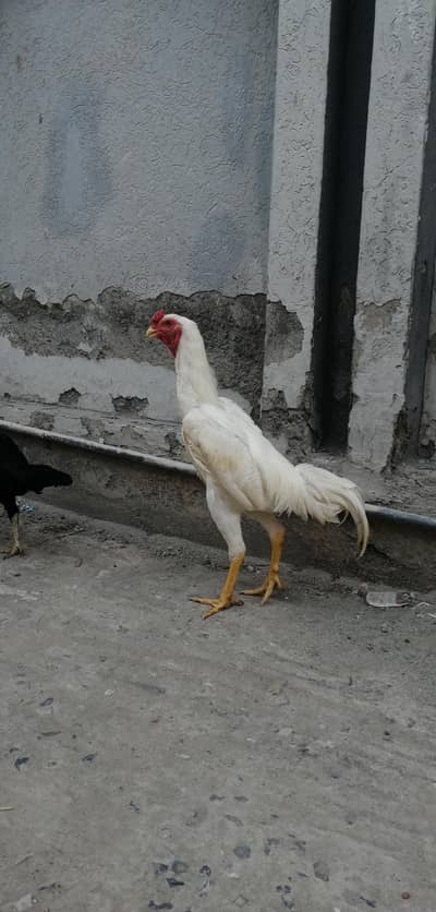 Shamoo male female for sale and eggs