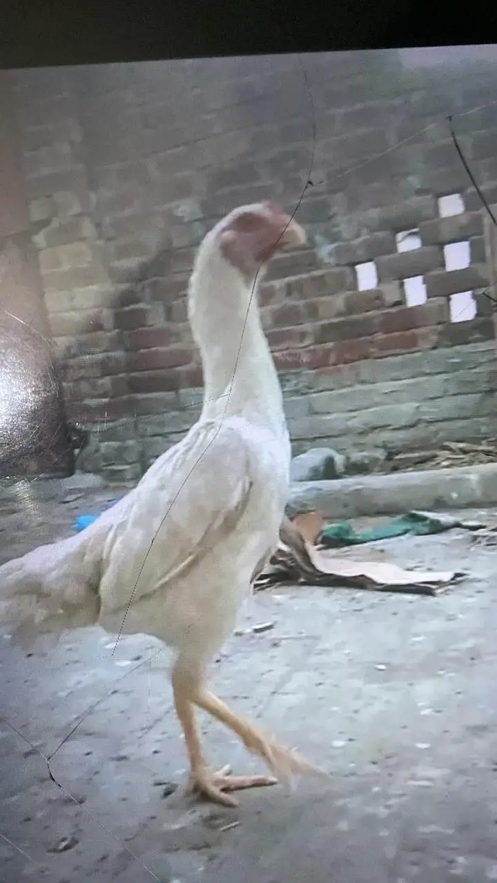 Japanese shamo | white oh German shamoo | Aseel shamo |hens